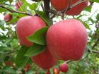 苹果栽培与修剪技术截图