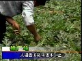 西瓜栽培技术截图