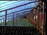 黄瓜日光温室高产栽培技术截图