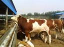 现代农场养牛技术教学视频截图