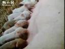 发酵床科学养猪技术教学视频截图