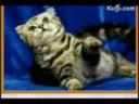 宠物折耳猫饲养可爱视频集锦截图