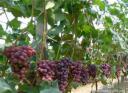 大棚葡萄水果种植教学视频截图