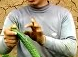 黄瓜栽培与病虫害防治截图