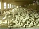 大棚肉鸭养殖技术截图