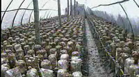 香菇反季节栽培技术截图